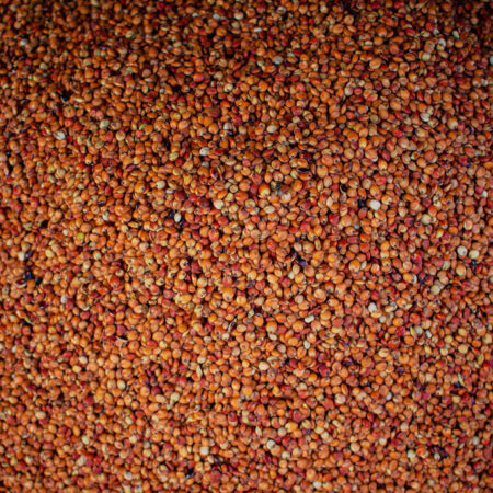Guinea corn - 50kg